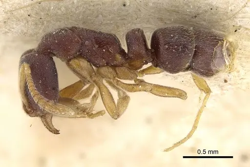 Hypoponera lumpurensis specimen CASENT0922245 image casent0922245_3