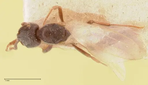Hypoponera lumpurensis specimen FOCOL0997 image focol0997_1