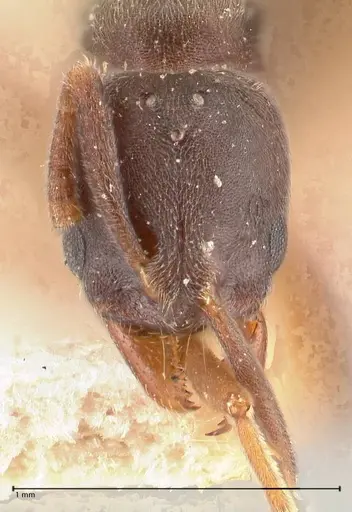 Hypoponera lumpurensis specimen FOCOL0997 image focol0997_2