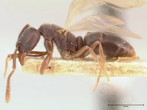 Hypoponera lumpurensis specimen FOCOL0997 image focol0997_3