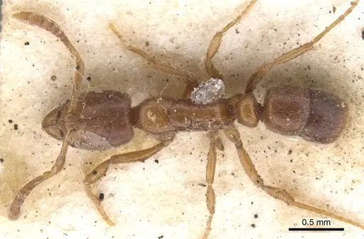 Hypoponera mackayensis specimen CASENT0902568 image casent0902568_1