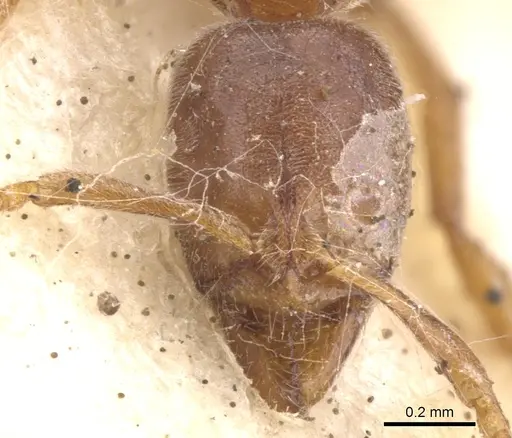 Hypoponera mackayensis specimen CASENT0902568 image casent0902568_2