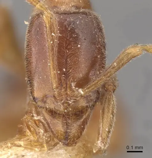 Hypoponera mackayensis specimen CASENT0907304 image casent0907304_2