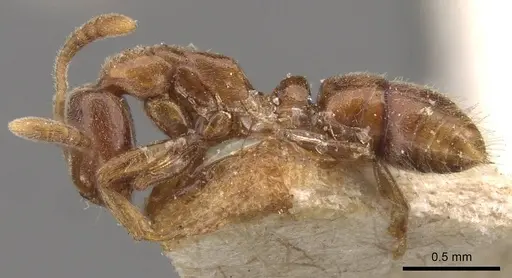 Hypoponera mackayensis specimen CASENT0907304 image casent0907304_3