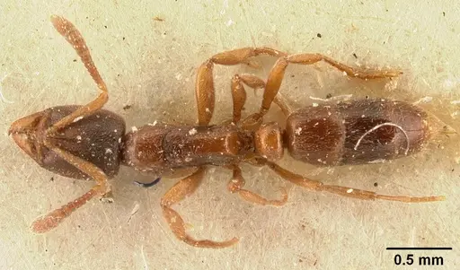 Hypoponera madecassa specimen CASENT0101148 image casent0101148_1