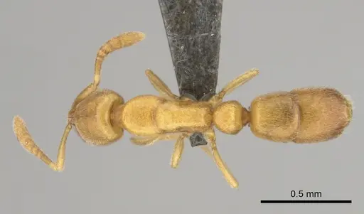 Hypoponera meridia specimen CASENT0257149 image casent0257149_1