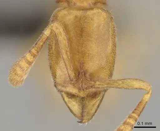Hypoponera meridia specimen CASENT0257149 image casent0257149_2