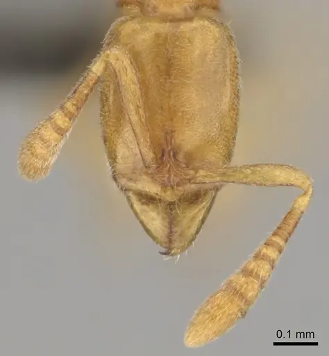 Hypoponera meridia specimen CASENT0257149 image casent0257149_3