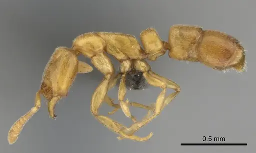 Hypoponera meridia specimen CASENT0257149 image casent0257149_4