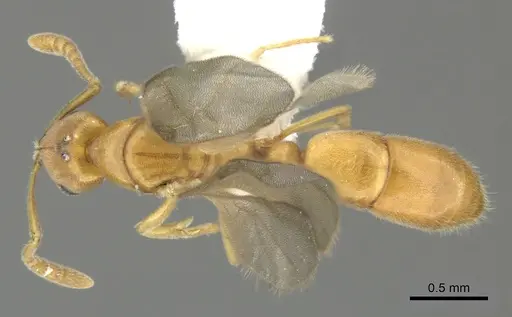 Hypoponera meridia specimen CASENT0270531 image casent0270531_1