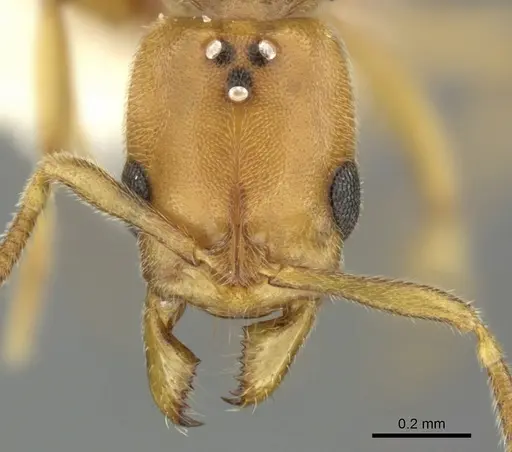 Hypoponera meridia specimen CASENT0270531 image casent0270531_2