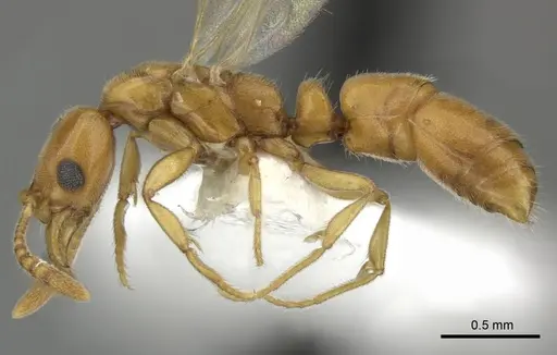 Hypoponera meridia specimen CASENT0270531 image casent0270531_3