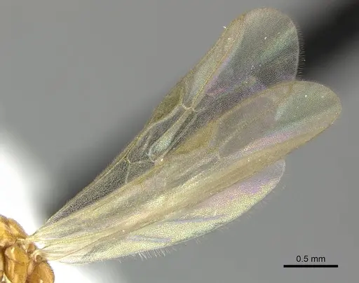 Hypoponera meridia specimen CASENT0270531 image casent0270531_4