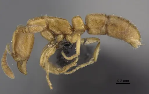 Hypoponera meridia specimen CASENT0395327 image casent0395327_1