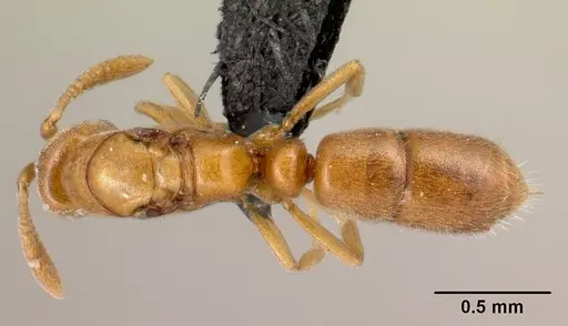 Hypoponera meridia specimen CASENT0395330 image casent0395330_1