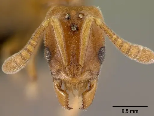 Hypoponera meridia specimen CASENT0395330 image casent0395330_2