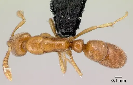 Hypoponera meridia specimen CASENT0395928 image casent0395928_1