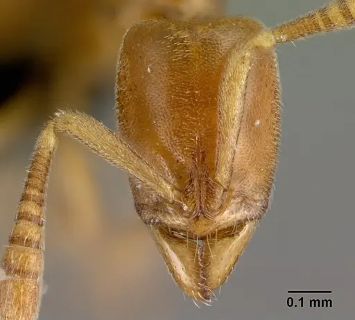Hypoponera meridia specimen CASENT0395928 image casent0395928_2