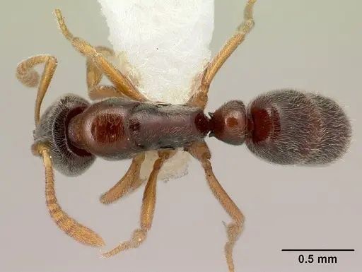 Hypoponera mixta specimen CASENT0226552 image casent0226552_1