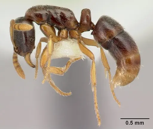 Hypoponera mixta specimen CASENT0226552 image casent0226552_3