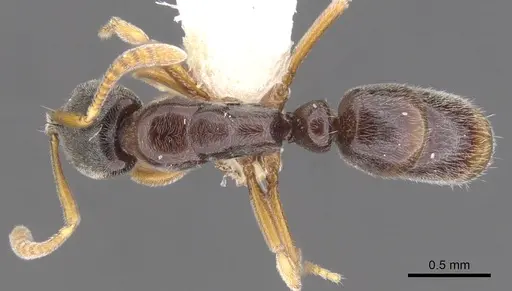 Hypoponera mixta specimen CASENT0902553 image casent0902553_1