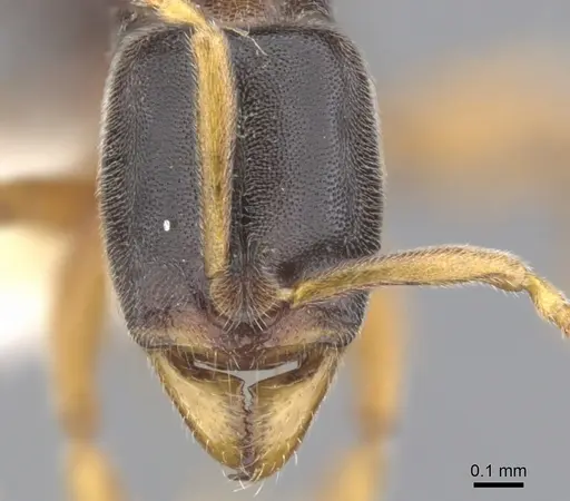 Hypoponera mixta specimen CASENT0902553 image casent0902553_2