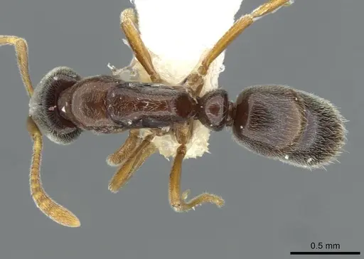 Hypoponera mixta specimen CASENT0911176 image casent0911176_1