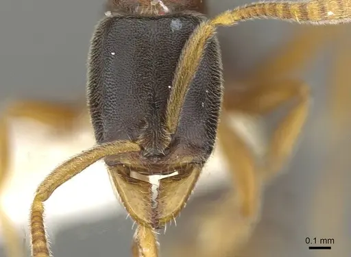 Hypoponera mixta specimen CASENT0911176 image casent0911176_2