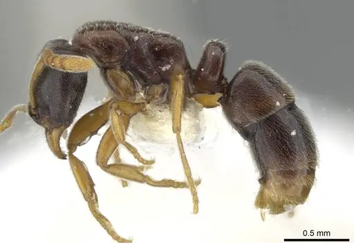 Hypoponera mixta specimen CASENT0911176 image casent0911176_3