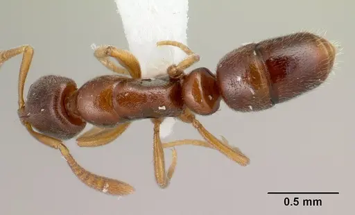 Hypoponera molesta specimen CASENT0218482 image casent0218482_1