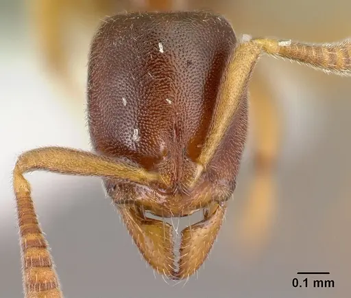 Hypoponera molesta specimen CASENT0218482 image casent0218482_2