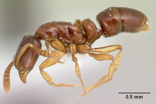 Hypoponera molesta specimen CASENT0218482 image casent0218482_3