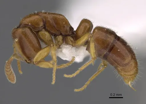 Hypoponera molesta specimen CASENT0218487 image casent0218487_1