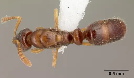 Hypoponera molesta specimen CASENT0218488 image casent0218488_1