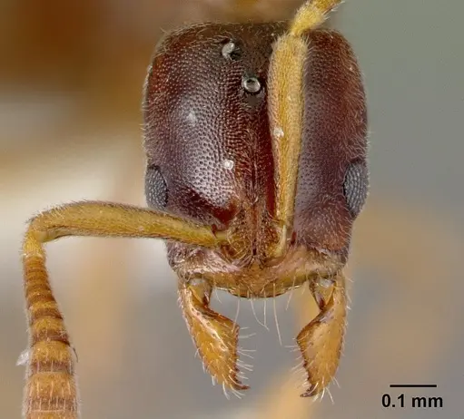 Hypoponera molesta specimen CASENT0218488 image casent0218488_2