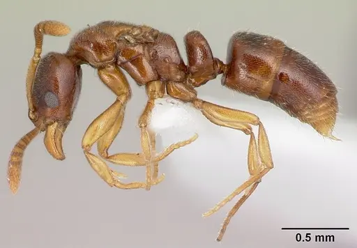 Hypoponera molesta specimen CASENT0218488 image casent0218488_3