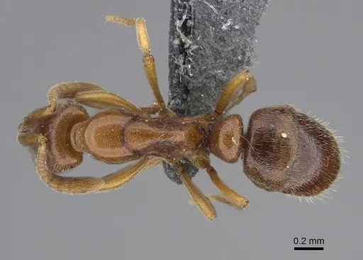Hypoponera molesta specimen CASENT0361603 image casent0361603_1
