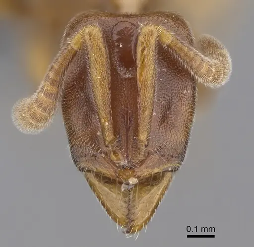 Hypoponera molesta specimen CASENT0361603 image casent0361603_2