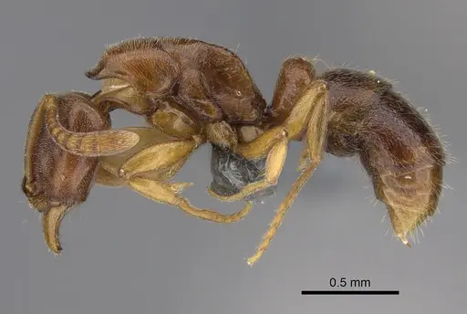 Hypoponera molesta specimen CASENT0361603 image casent0361603_3