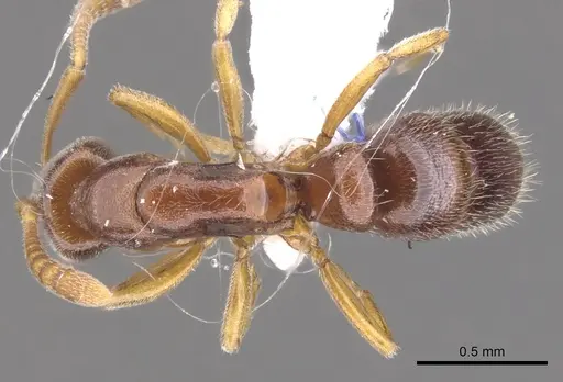 Hypoponera molesta specimen CASENT0902561 image casent0902561_1