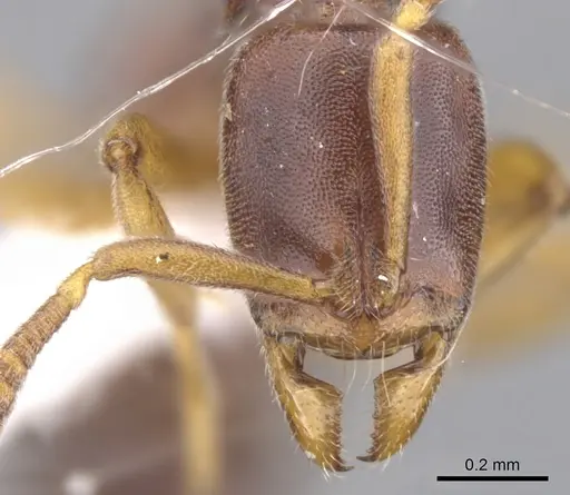 Hypoponera molesta specimen CASENT0902561 image casent0902561_2