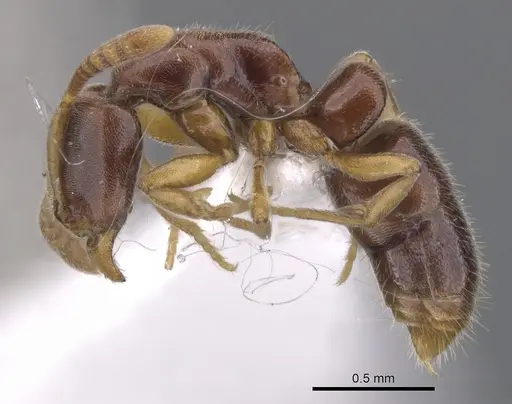 Hypoponera molesta specimen CASENT0902561 image casent0902561_3