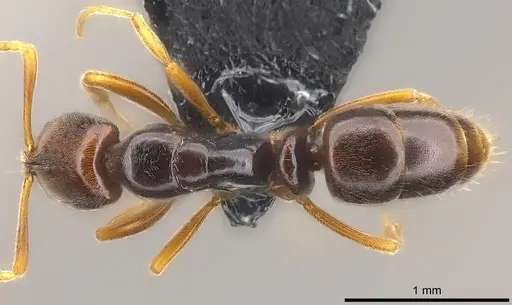 Hypoponera monticola specimen CASENT0186141 image casent0186141_1