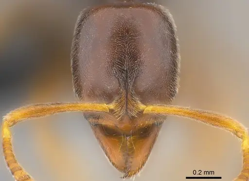 Hypoponera monticola specimen CASENT0186141 image casent0186141_2