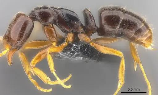 Hypoponera monticola specimen CASENT0186141 image casent0186141_3