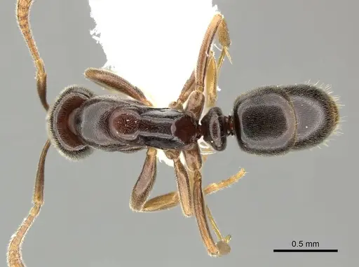 Hypoponera monticola specimen CASENT0270526 image casent0270526_1