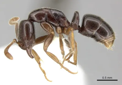 Hypoponera monticola specimen CASENT0270526 image casent0270526_3