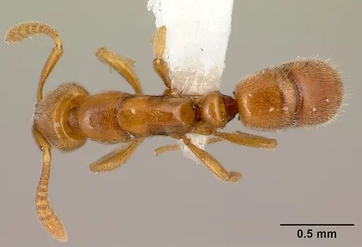 Hypoponera natalensis specimen CASENT0218489 image casent0218489_1