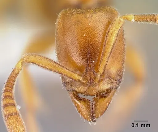 Hypoponera natalensis specimen CASENT0218489 image casent0218489_2