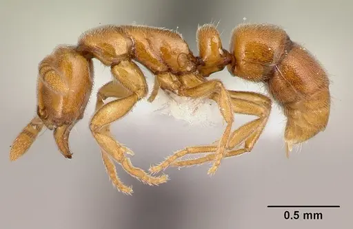 Hypoponera natalensis specimen CASENT0218489 image casent0218489_3